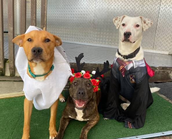 Resilient Ruth Carousel 3