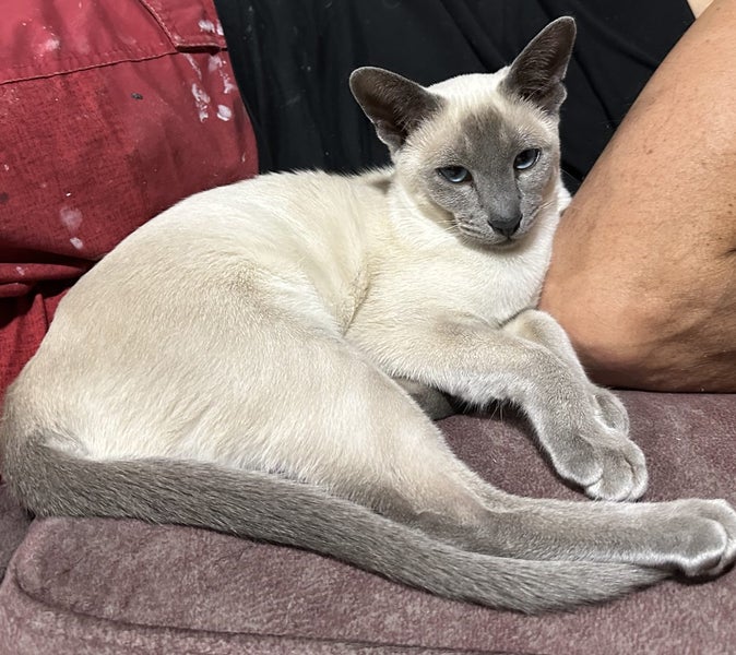 Lost Tonkinese Cat - Lake Hawea Carousel 1