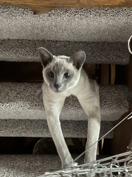 Lost Tonkinese Cat - Lake Hawea Carousel 2