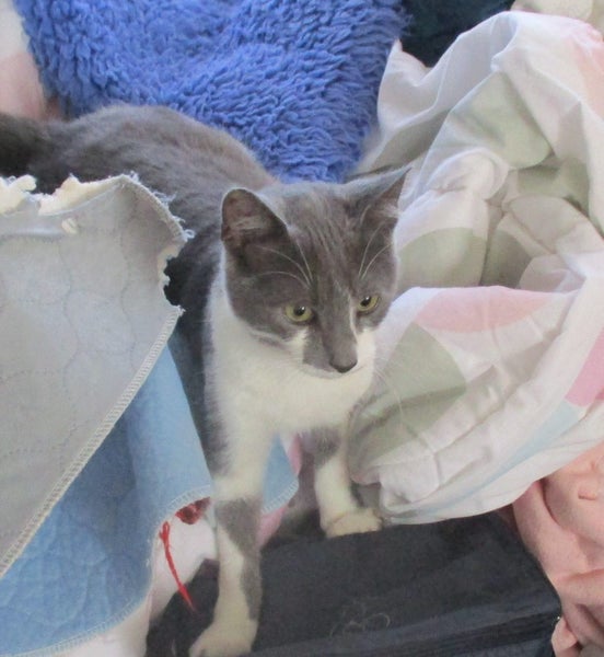 HUMANE SOCIETY RESCUE CAT - RIPLEY Carousel 1