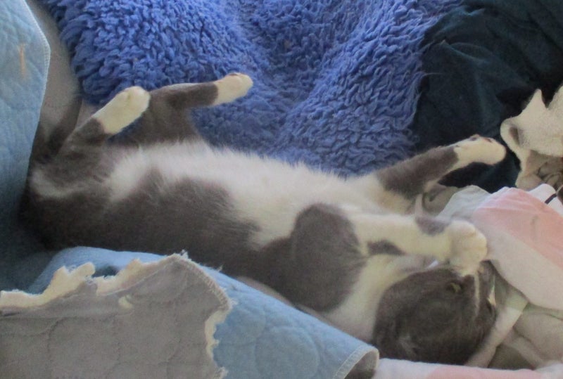 HUMANE SOCIETY RESCUE CAT - RIPLEY Carousel 2