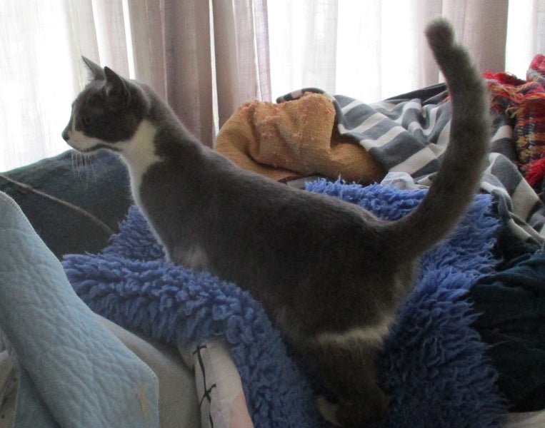 HUMANE SOCIETY RESCUE CAT - RIPLEY Carousel 4