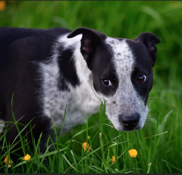 JACKIE - pound rescue, friendly, lively, and energetic six-month-old Pointer mix Carousel 2