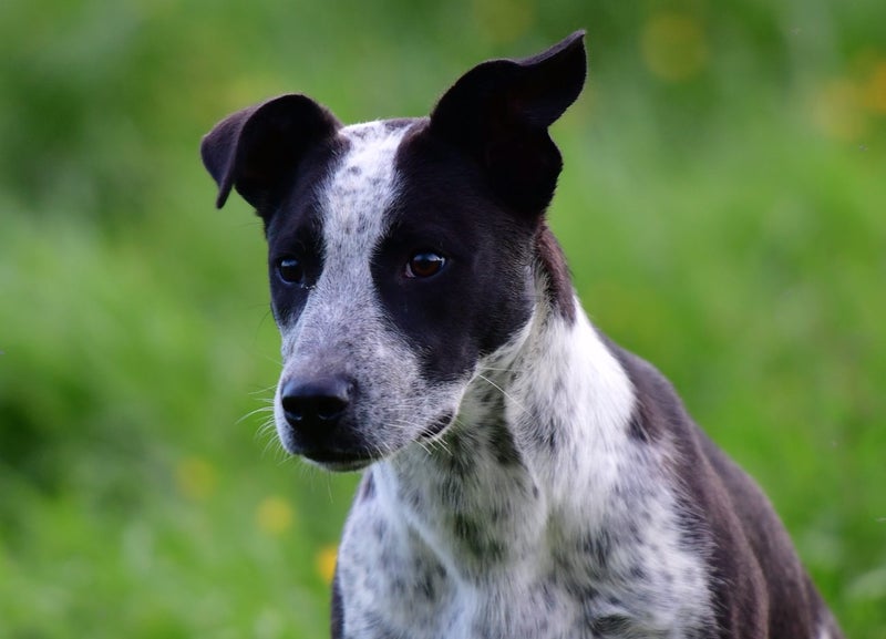 JACKIE - pound rescue, friendly, lively, and energetic six-month-old Pointer mix Carousel 1