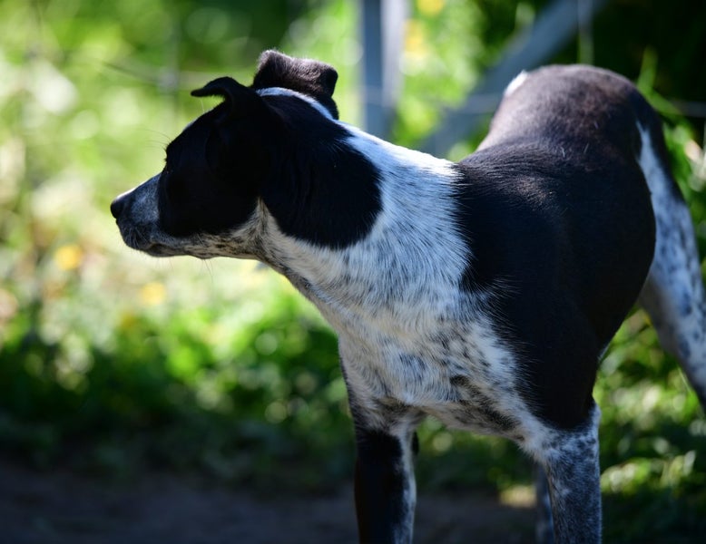 JACKIE - pound rescue, friendly, lively, and energetic six-month-old Pointer mix Carousel 8