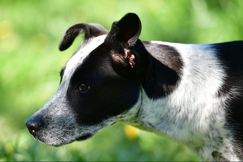 JACKIE - pound rescue, friendly, lively, and energetic six-month-old Pointer mix Carousel 2