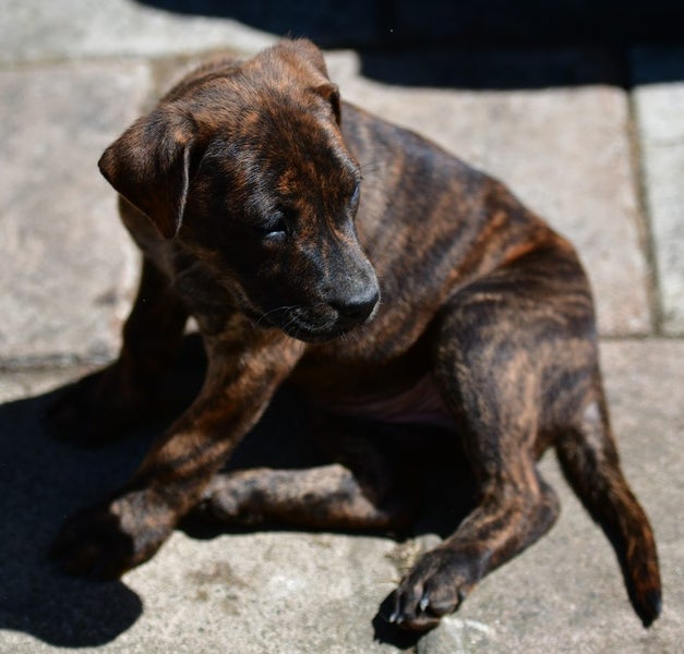 Sarah - 8 weeks rescue puppy, Rottweiler x, friendly and sweet Carousel 7