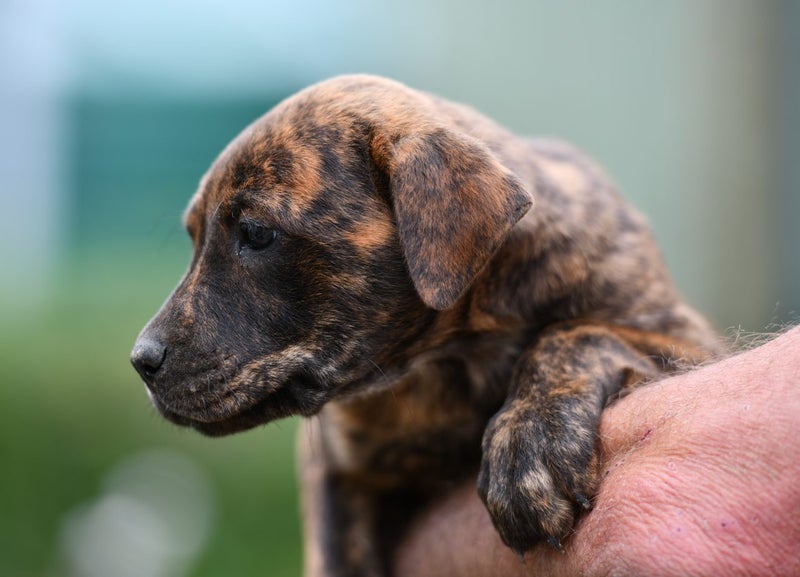 Sarah - 8 weeks rescue puppy, Rottweiler x, friendly and sweet Carousel 2