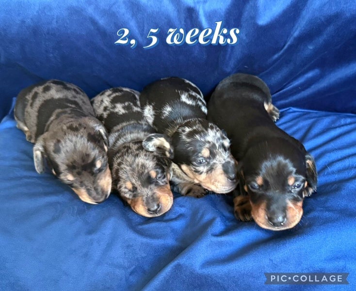 Miniature Dachshund Puppies Purebred Smooth Haired64341742462338110