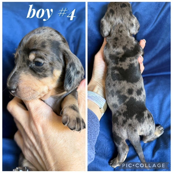 Miniature Dachshund Puppies Purebred Smooth Haired64341742462338113