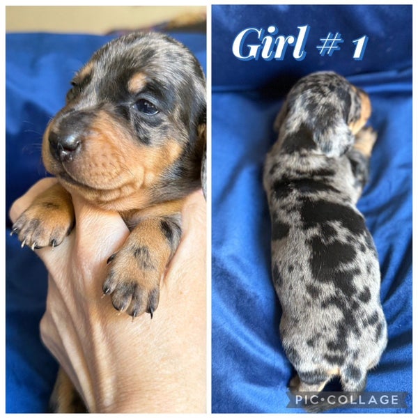 Miniature Dachshund Puppies Purebred Smooth Haired64341742462338111