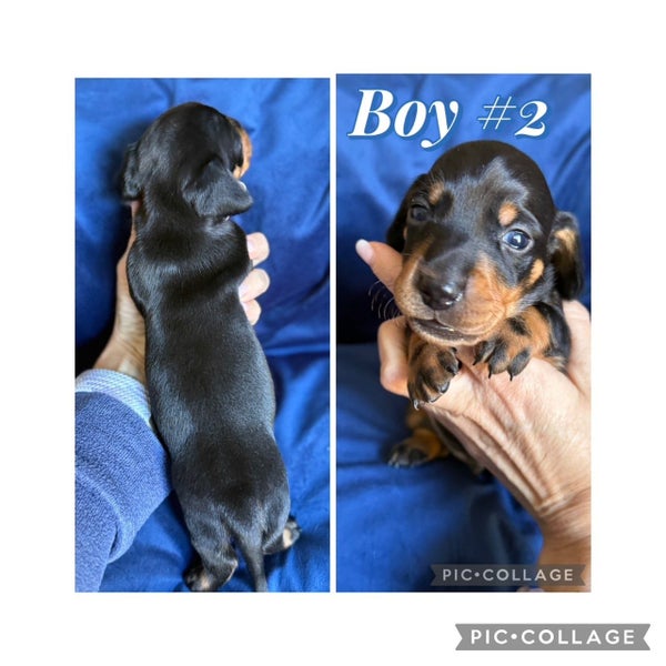 Miniature Dachshund Puppies Purebred Smooth Haired64341742462338112