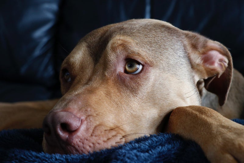 Whisky ?? Carousel 1