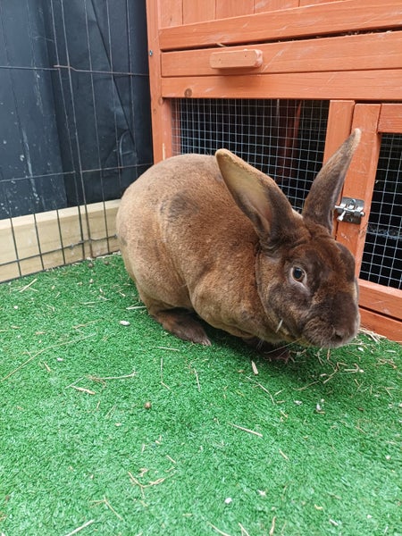 Bunny rabbits Carousel 10