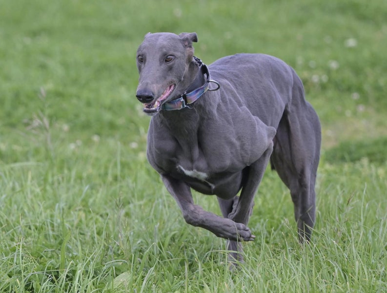 Austin – Sensitive, Smart, and Stunning Blue Greyhound Carousel 1