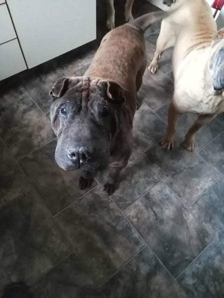 Loved Shar Pei Carousel 1