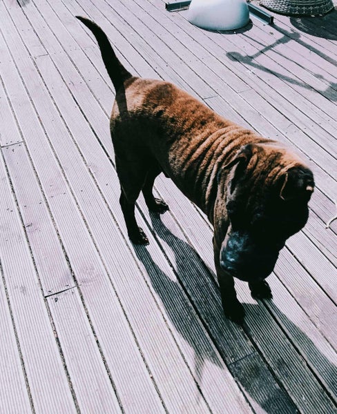 Loved Shar Pei Carousel 2