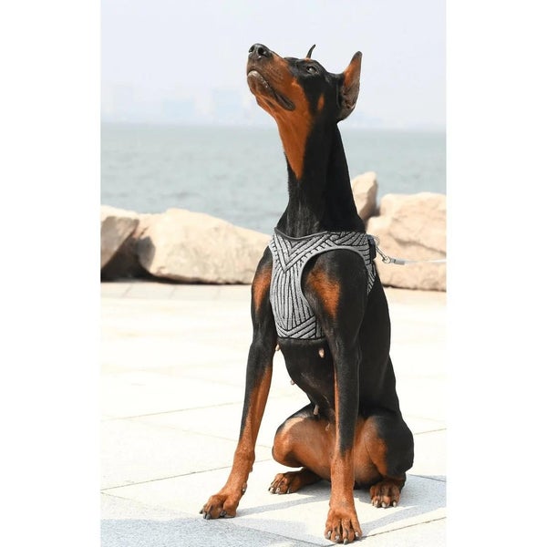 PetKit: Air Fly Dog Harness (Large) Carousel 3