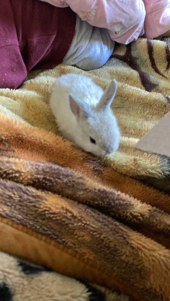 minilop x jersey woolly x Netherland dwarf babies Carousel 1