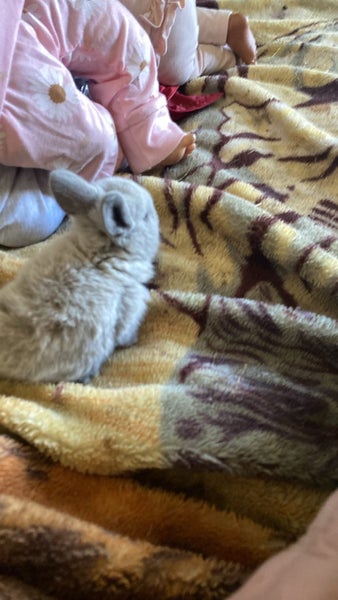 minilop x jersey woolly x Netherland dwarf babies Carousel 2