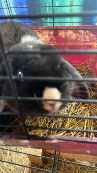 minilop x jersey woolly x Netherland dwarf babies Carousel 4