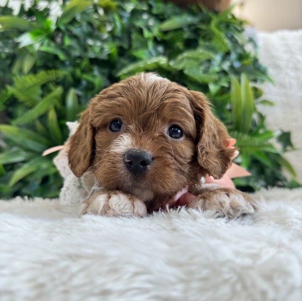 Cavoodle puppies (1st generation)64316419415043114