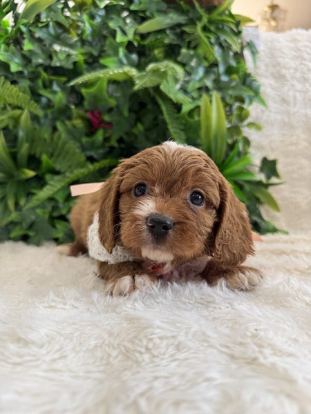 Cavoodle puppies (1st generation)64316419415043113