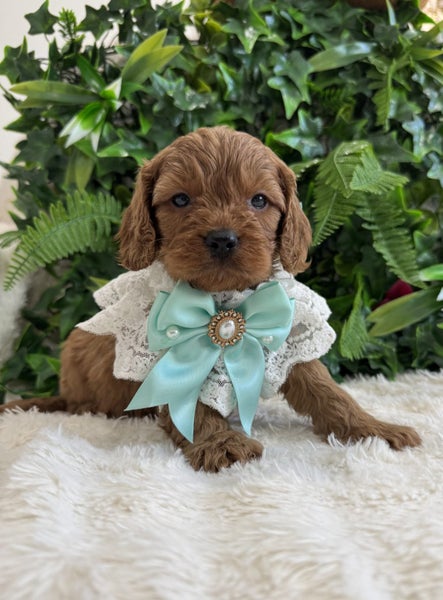 Cavoodle puppies (1st generation)64316419415043110