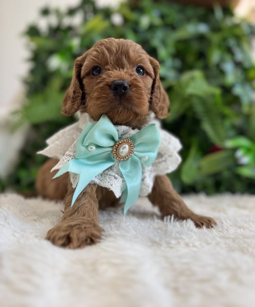 Cavoodle puppies (1st generation)64316419415043112