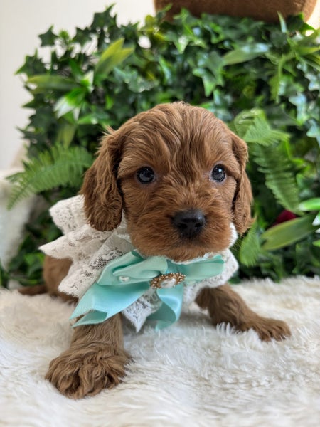 Cavoodle puppies (1st generation)64316419415043111