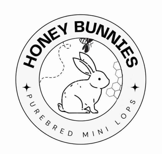 Purebread minilop rabbits Carousel 6