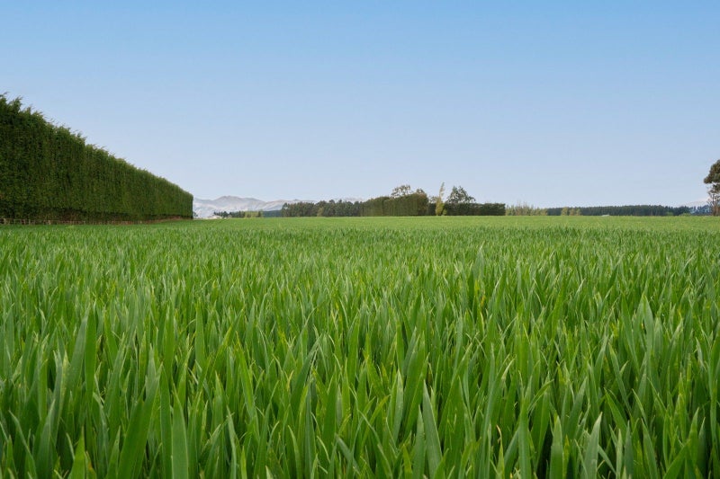 Productive Bareland Block64318399823235113