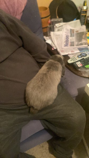 minilop purebred baby boy Carousel 4