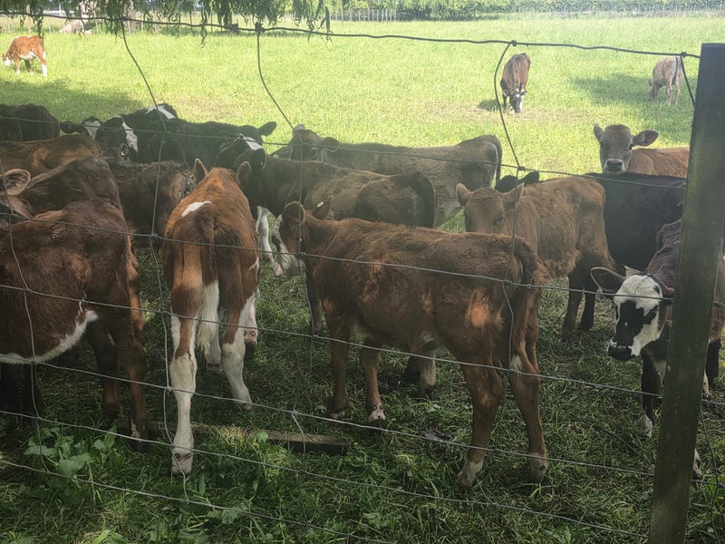 Quality Beef x weaner calves64382506435331113