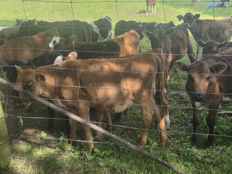 Quality Beef x weaner calves64382506435331112