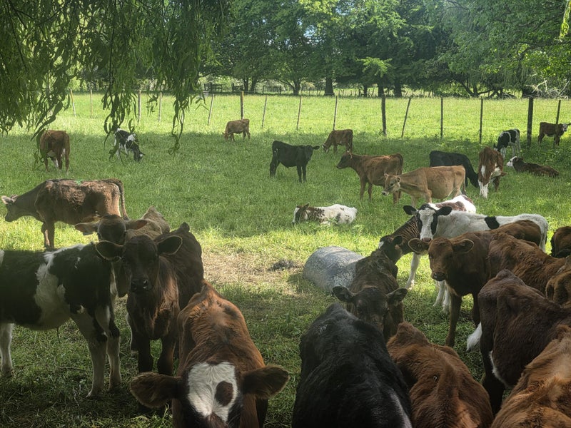 Quality Beef x weaner calves64382506435331110