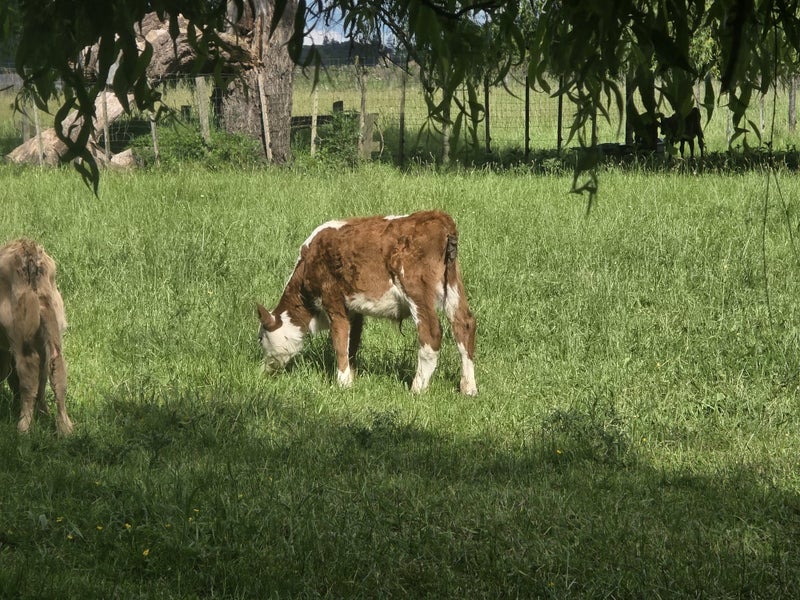 Quality Beef x weaner calves64382506435331111