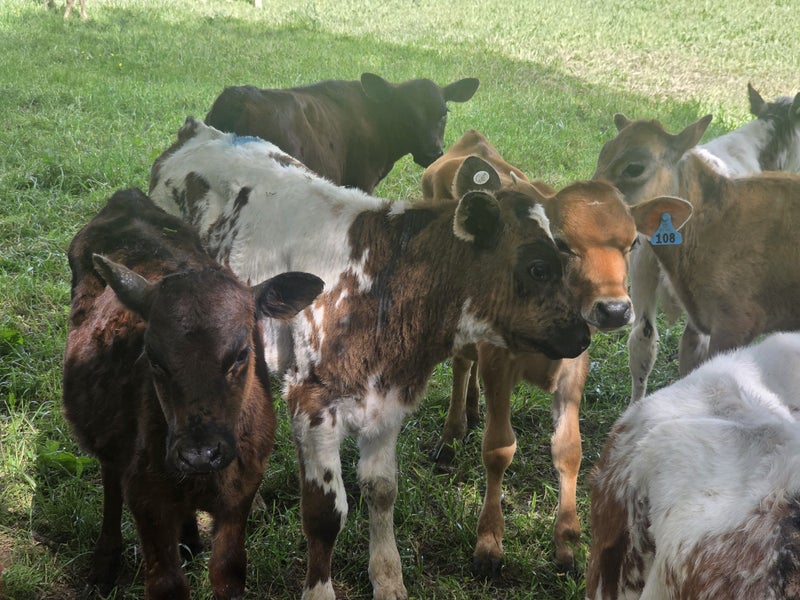 Quality Beef x weaner calves64382506435331114