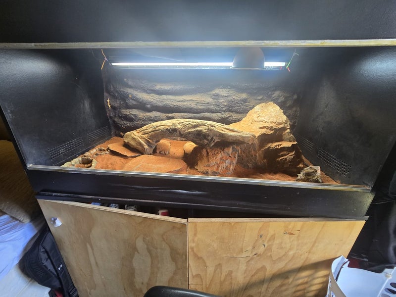 Bearded dragon and terrarium Carousel 2