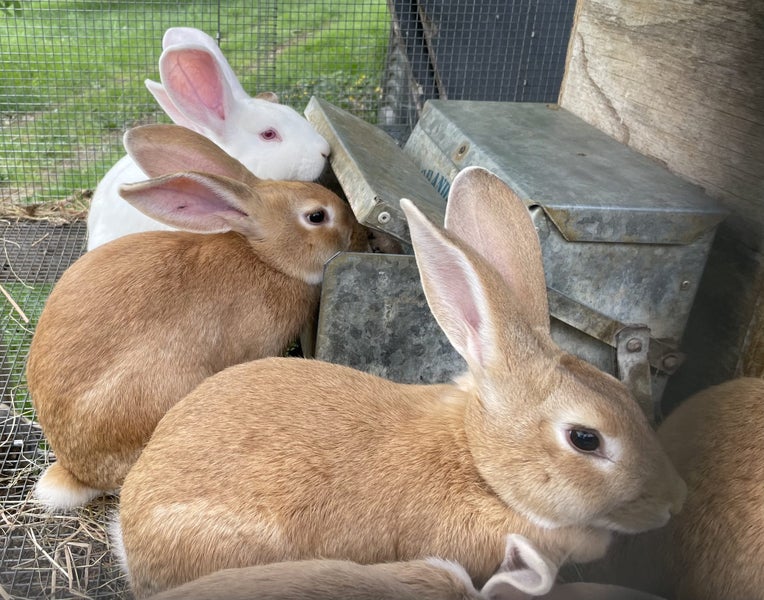 Rabbits, New Zealand White crossed with Flemish Giant Carousel 1
