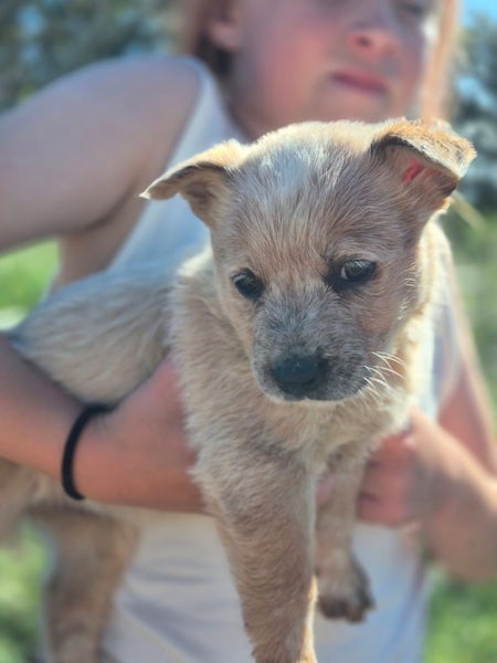 6x Pure Breed Red Heeler Pups64330333434883112