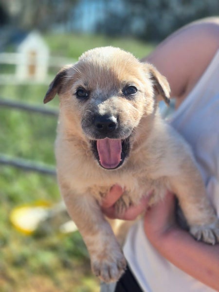 6x Pure Breed Red Heeler Pups64330333434883114