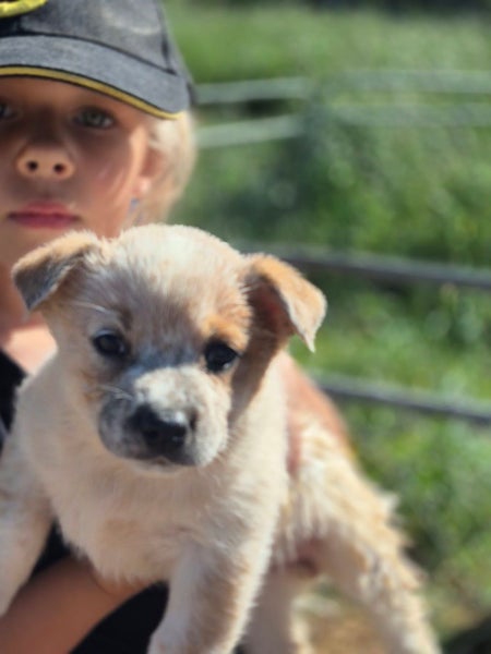 6x Pure Breed Red Heeler Pups64330333434883113