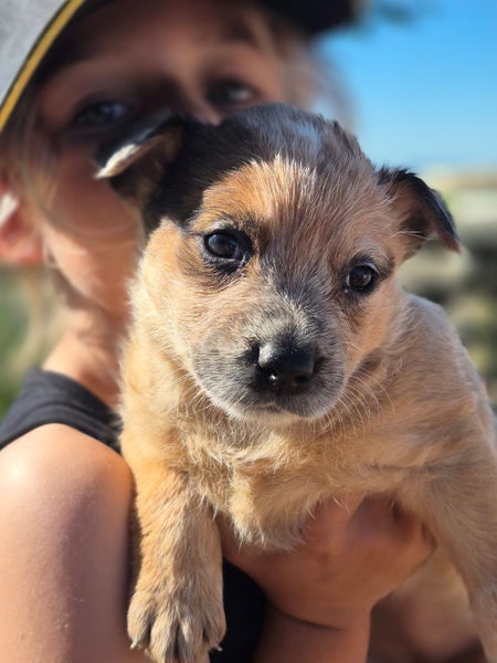 6x Pure Breed Red Heeler Pups64330333434883111