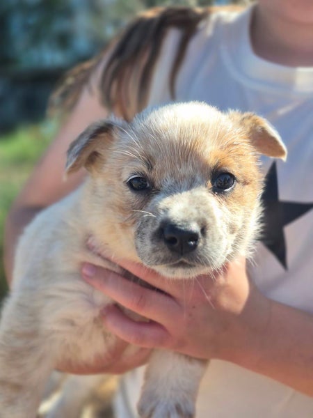 6x Pure Breed Red Heeler Pups64330333434883110