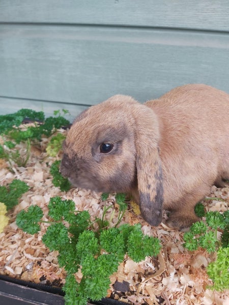 Mini Lop Bunnies - Rescued Rabbits Carousel 8