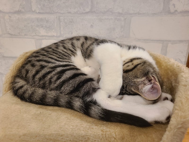 Lost tabby, hoon hay area Carousel 6