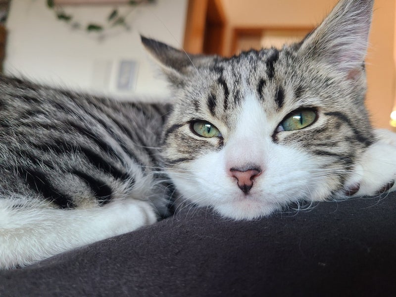 Lost tabby, hoon hay area Carousel 1