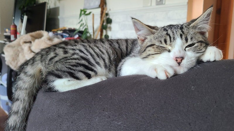 Lost tabby, hoon hay area Carousel 2