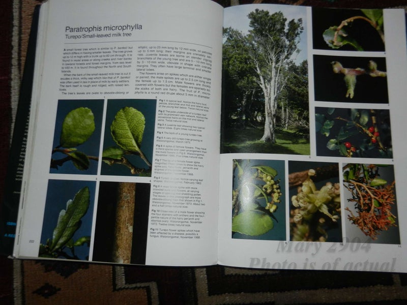 The Native Trees of New Zealand J T Salmon Carousel 4